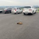 THE밥S(더밥스) | 바보고양이 밥스를 소개합니다