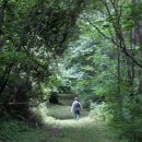 사니조아 이미지