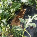 뽀미농장 이미지