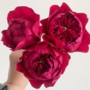 Peony(피오니)