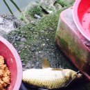 배내미낚시터 이미지