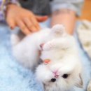 강남고양이분양캣프렌즈 | 먼치킨고양이분양, 닿을 듯 말 듯 설레는 만남 강남고양이분양 캣프렌즈