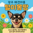깨비 애견미용 | 광주 애견미용 치와와 깨비, 2mm 전체 클리핑 시술 후기