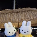 제주 함덕해수욕장 이미지