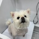 마리애견 이미지