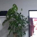 한일꽃식물원
