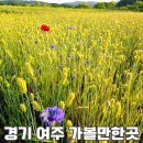 평화의 발 | 경기 여주 가볼만한곳 남한강 공원 수레국 보리밭 노을 당남리섬 후기