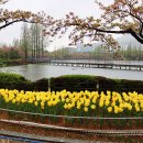 봄비 아름다운 추억ㅡ김해 연지공원 이미지