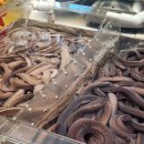 일진상회 이미지