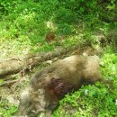 아롱이다롱이 이미지