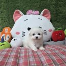 완도동물병원 | 완도애견분양 미니비숑프리제 애견샵