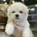 야옹아멍멍해봐(원성점) 이미지