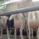 숲속산양목장 이미지