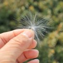 그냥봄날 이미지