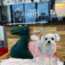 내일더예쁘개 이미지