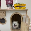 모두헬스케어 주식회사 | 하남반려동물재활마사지 리듬펫헬스케어 슬개골 노령견 관리 후기