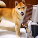 강아지와 산책 이미지