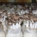 푸른행복농장 이미지