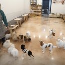 펫플레이스 | 분당·성남 애견카페 추천 TOP 2: 천연잔디 운동장 라드독 vs 소형견 쉼터 올리브펫 비교 후기
