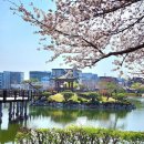 중왕리 선착장 | 2023년 충남 서산 벚꽃 호수공원 중왕리 벚꽃길 해미천 당진 골정지 후기