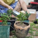 브니엘꽃 | 가을맞이 국화 준비! 싱싱하게 도착한 소국 모종 🌼브니엘꽃농원🌼 온라인 구매 후기