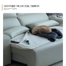 그린사이드펜션 | 미코하임 식탁·소파 후기 모음｜서랍형 식탁부터 이지클린 가죽 소파까지