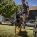 머즐(Muzzle) 이미지