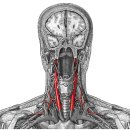 common carotid artery and branches(온목동맥과 가지들) 이미지