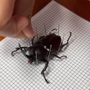 (주)장수생명과학 | #432 장수풍뎅이 키우기, 그리고 다시 표본 만들기까지.