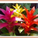 아나나스 이미지