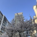꽃보다예쁘개 | [여의도 벚꽃 실시간] 지금 100% 만개! 여의도 직장인이 추천하는 숨은 벚꽃 스팟 (광장아파트 등등)