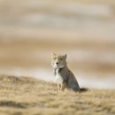 여우요가 이미지