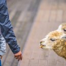 스파벨리스 이미지