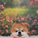 햇살애견미용실 이미지