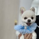 오구오구 펫살롱 이미지