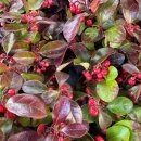 (주)윈터그린 이미지