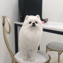 댕댕이미용 이미지