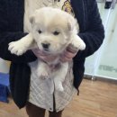 인월동물병원