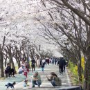 [(여행)] 덜 알려져서 한적한 서울시 벚꽃명소 이미지