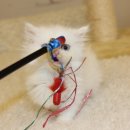 날라리 캣 이미지