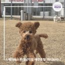 스퀘어독스 펫 이미지