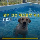 경주시 건천읍 운동장 | 경주 건천 애견동반 숙소 앙꼬집 주차 편리·조용한 휴식 공간 안내