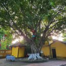 (유)신동회관 | [ 베짱이 일상(여행) ] 베트남 자유여행 6일차(호이안 새벽 거리 풍경과 야간 야시장)