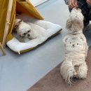 님도그냥 이미지