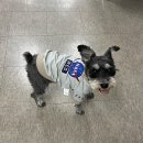 강아지 뷰티 이미지