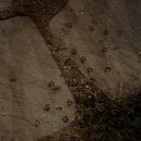 [강원 양구] 난리 나는 개별 화장실 보유한 애견전용 캠핑장 <민트초코 캠핑장 SITE B-3>