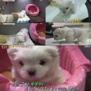 시월의고양이