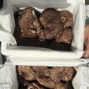 🍄자연산 생 능이버섯 1kg-중국,북한산(주문예약)🍄 이미지