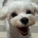 몽크닉