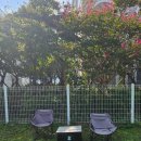 어반독 | 남포동 롯데백화점 광복점 어반독(구. 디어반) 애견운동장 내돈내산 방문후기